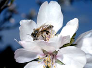 Bee on blossom