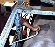 Figure 2. Scanning for intramuscular fat percentage