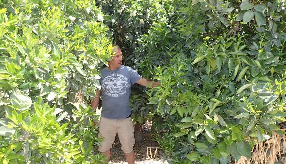 Figure 6. A narrow gap between twin row trees is required for picker access, spray penetration and sunlight. Narrow gap between citrus trees