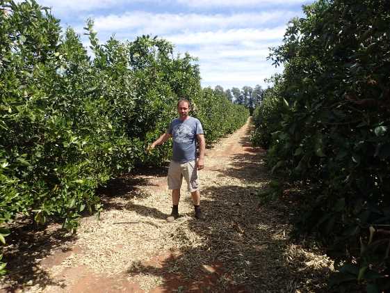 Figure 3. Tight inter-row spacing of the high density trees Tight rows of citrus