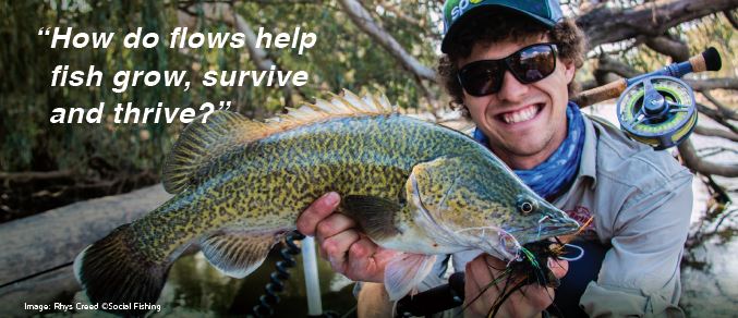 How do flows help fish grow, survive and thrive?