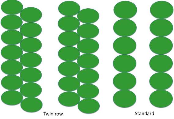 Figure 1. The twin row planting layout (left) and the standard planting tree layout Twin row layout vs a single row layout