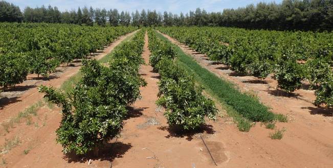 Figure 2. Field view of a twin row young planting of navels Twin row young trees