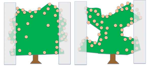 Figure 4. An unpruned or poorly pruned tree (left) has most of the fruit on the outer parts of the canopy which is cut off (grey rectangle) when hedged. An intensively pruned tree (right) has a portion of fruit growing inside the tree that remains after hedging. Illustration of a hedged pruned and non pruned tree