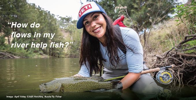 How do flows in my river help fish?