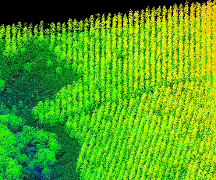 Image of Airborne Laser Scanning data over a Pinus radiata plantation