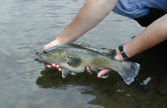 Noup Cod Closure Eastern Freshwater Cod closure